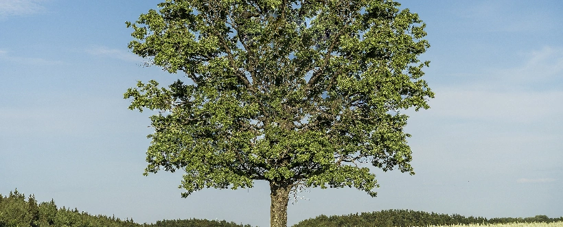 Declaraciones Ambientales de Producto